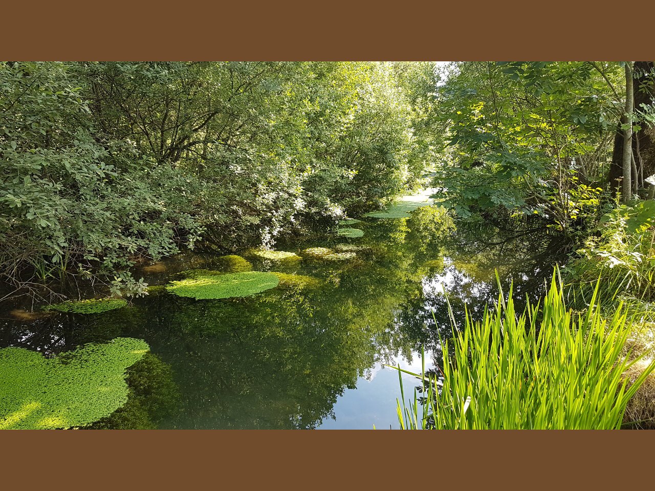 Le ruisseau au fond du jardin